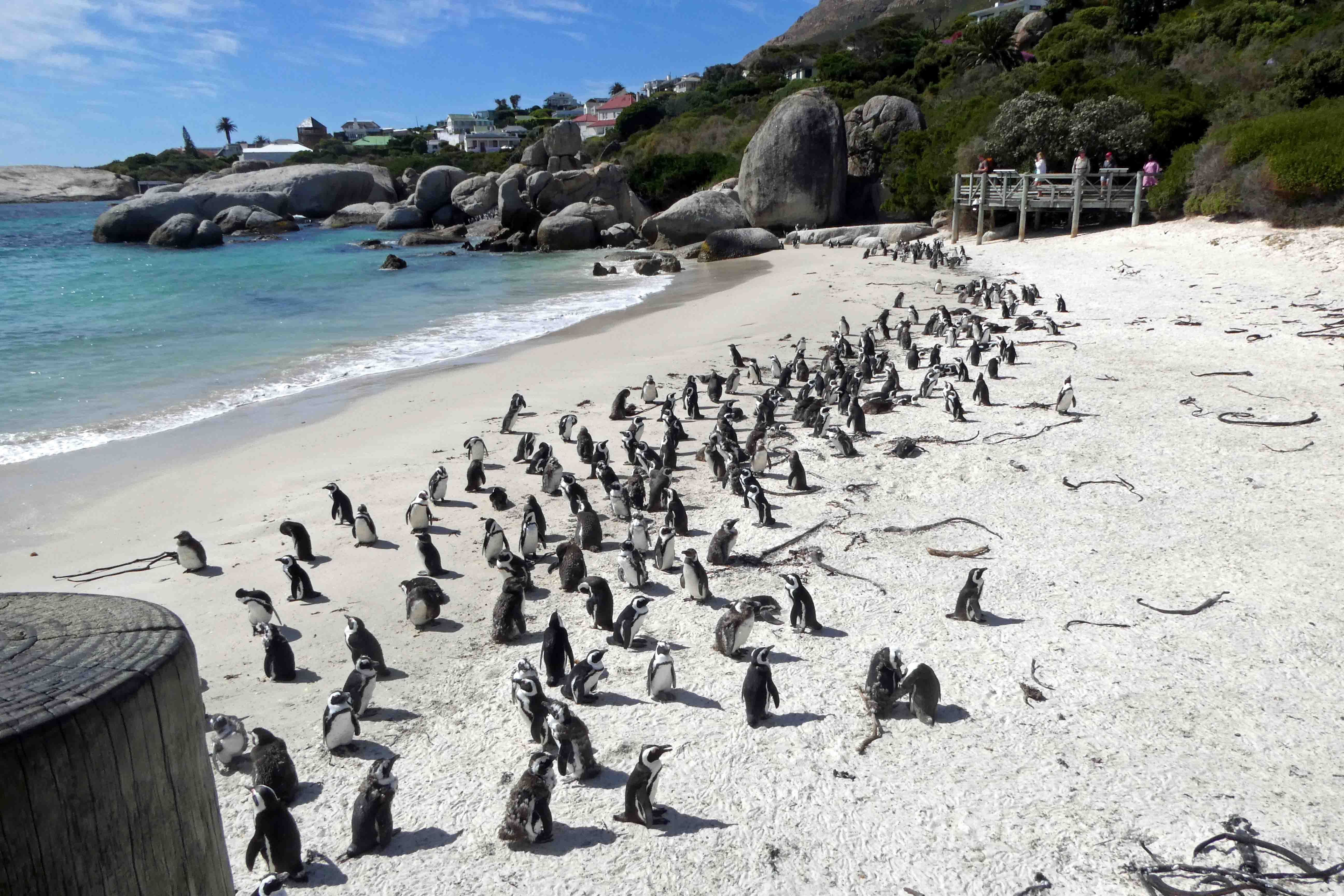 Over 3,000 pengiuns on Boulders Beach came from two breeding pairs in 1982.JPG