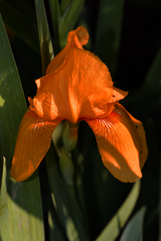 DSC_4525ab.jpg