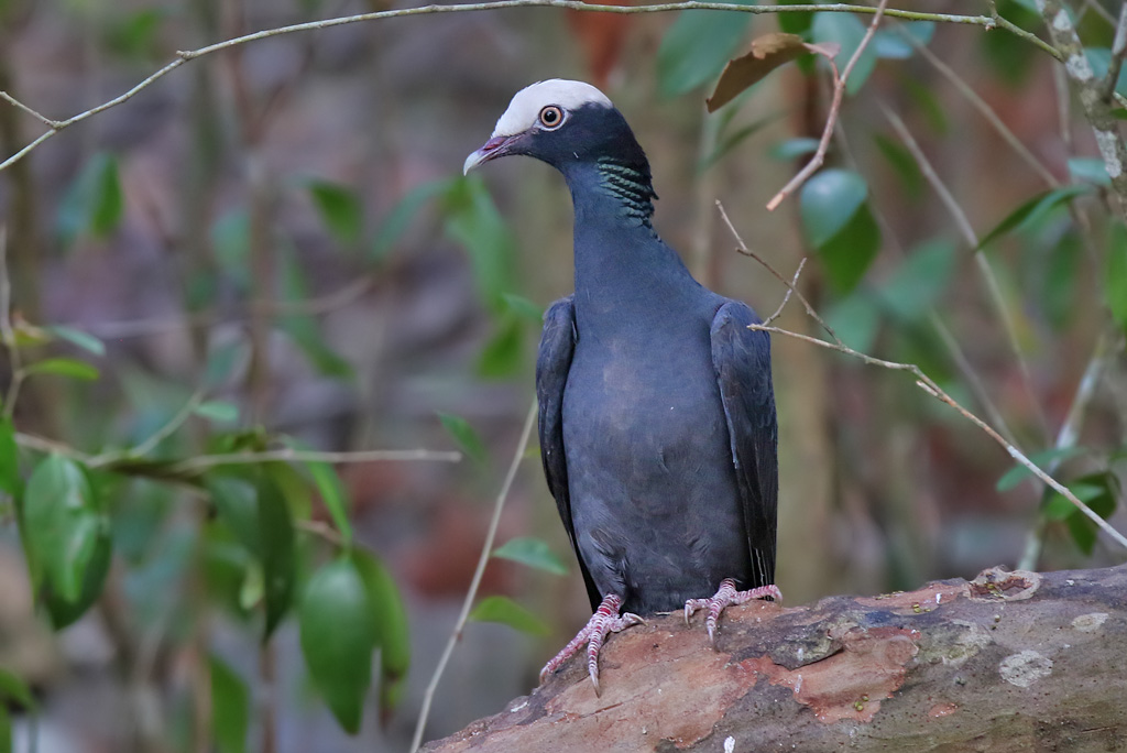 White-crowned Pigeon - (Patagioenas leucocephala)