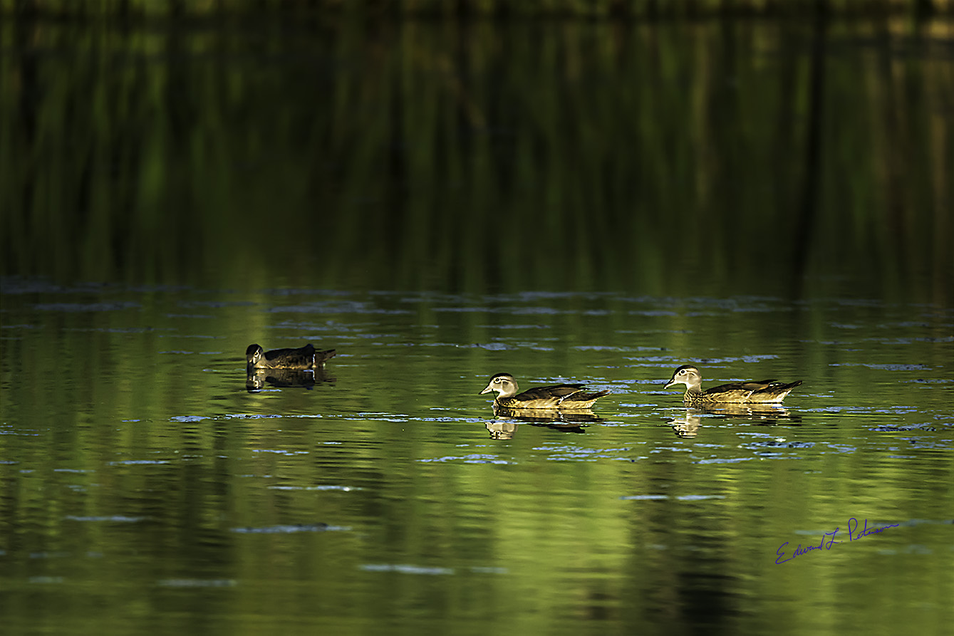 Wood Duck Evening Swim