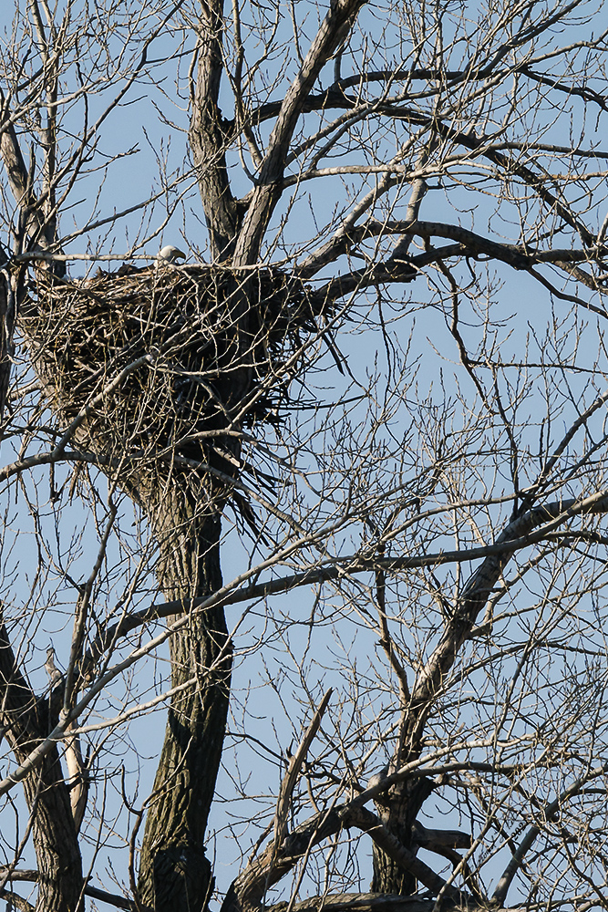 Nesting Eagle