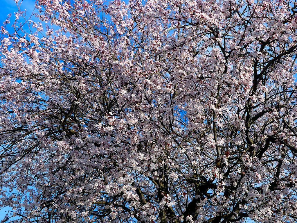 Spring 2024, Canberra, ACT