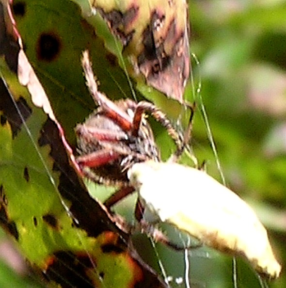 close-up-of-the-lair_962845637_o.jpg