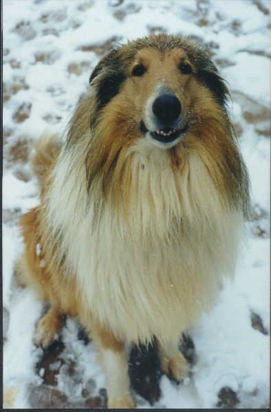 our-collie-jericho_962836675_o.jpg
