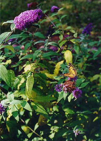 butterfly-bush_962831015_o.jpg