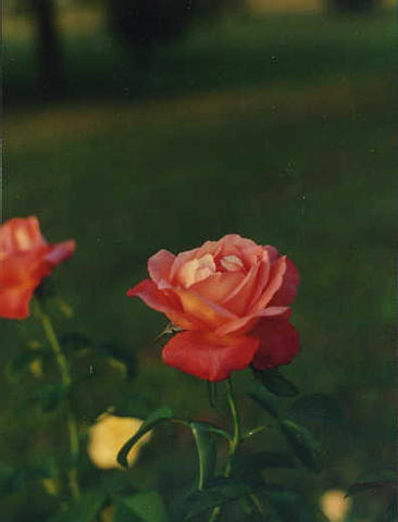 fall-rose-91_962843713_o.jpg