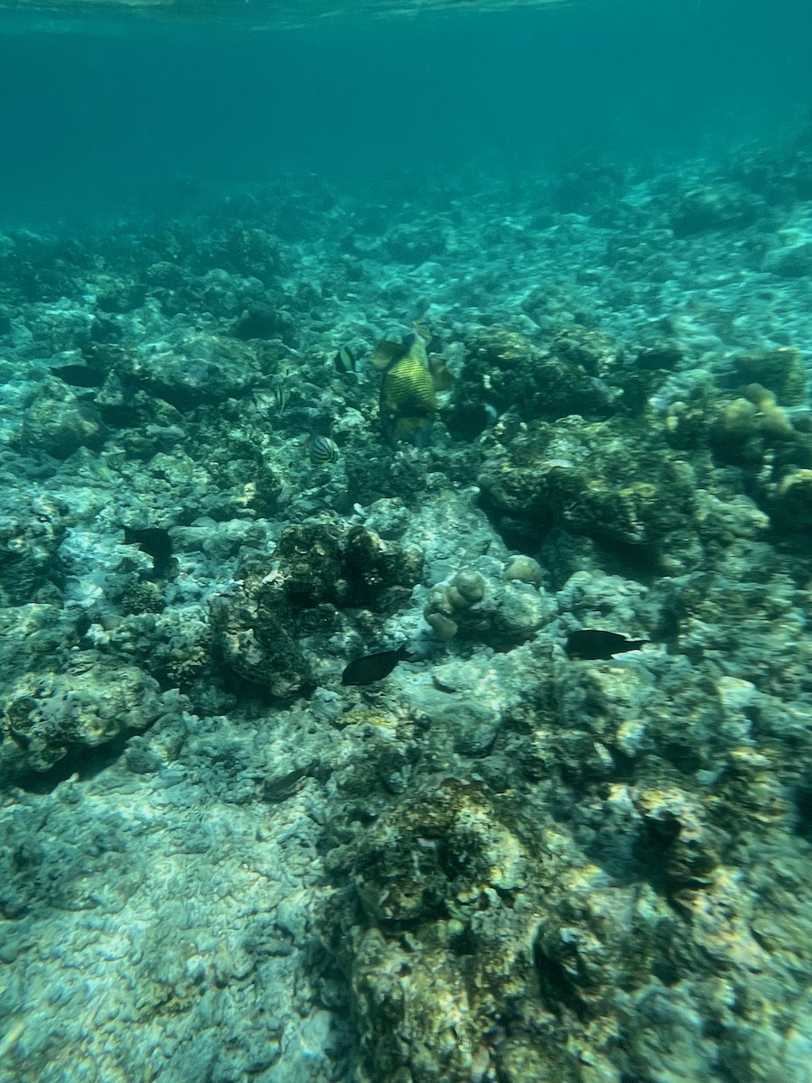 IMG_1130.jpeg