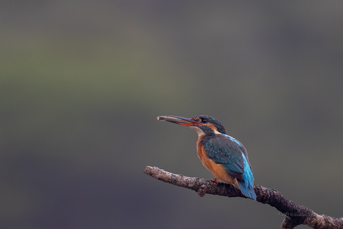 Guarda-rios  ---  Kingfisher  ---  (Alcedo atthis)