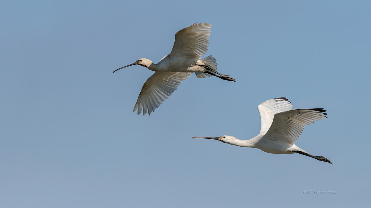 Colhereiro  ---  Spoonbill  ---  (Platalea leucorodia)