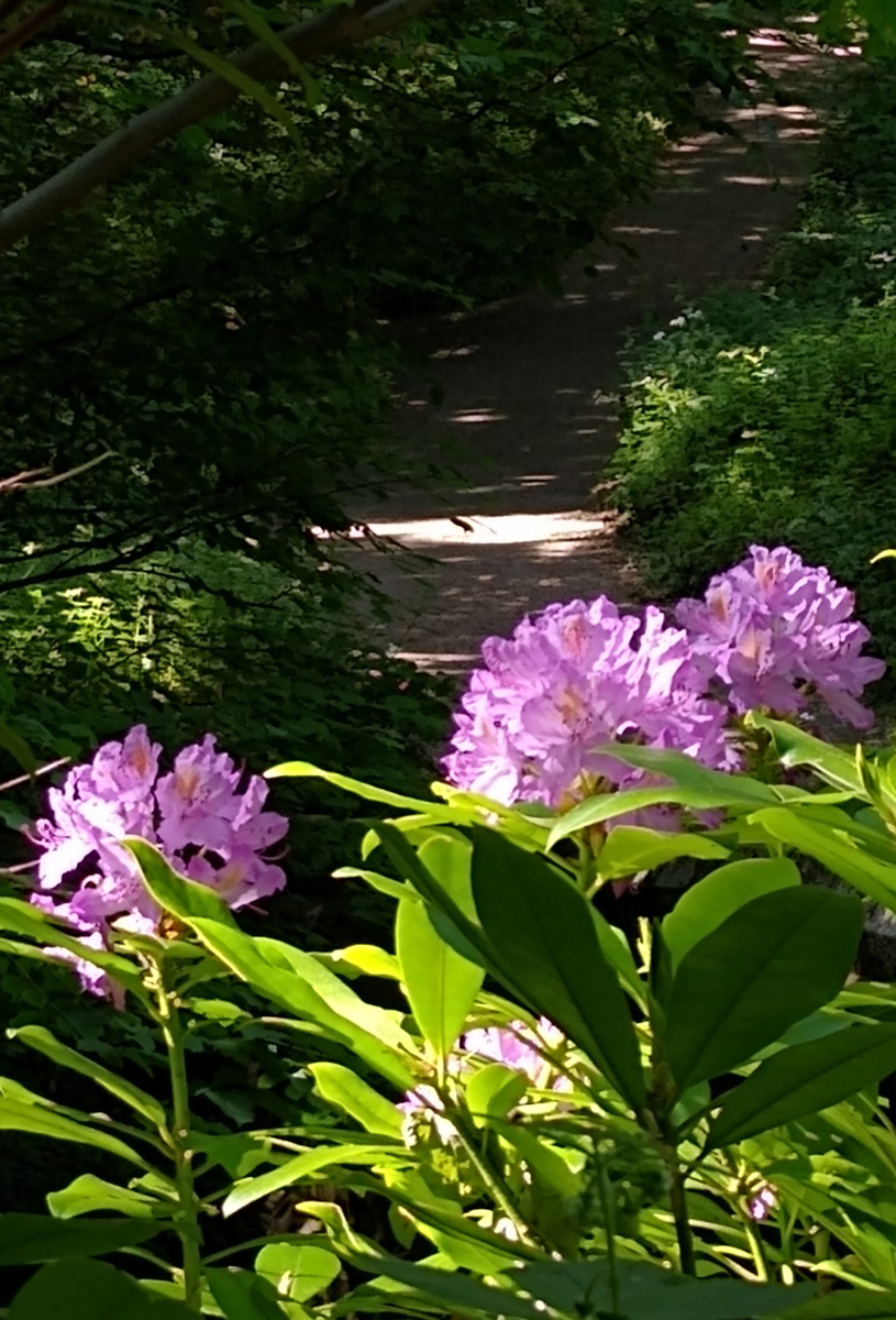 Rhododendron