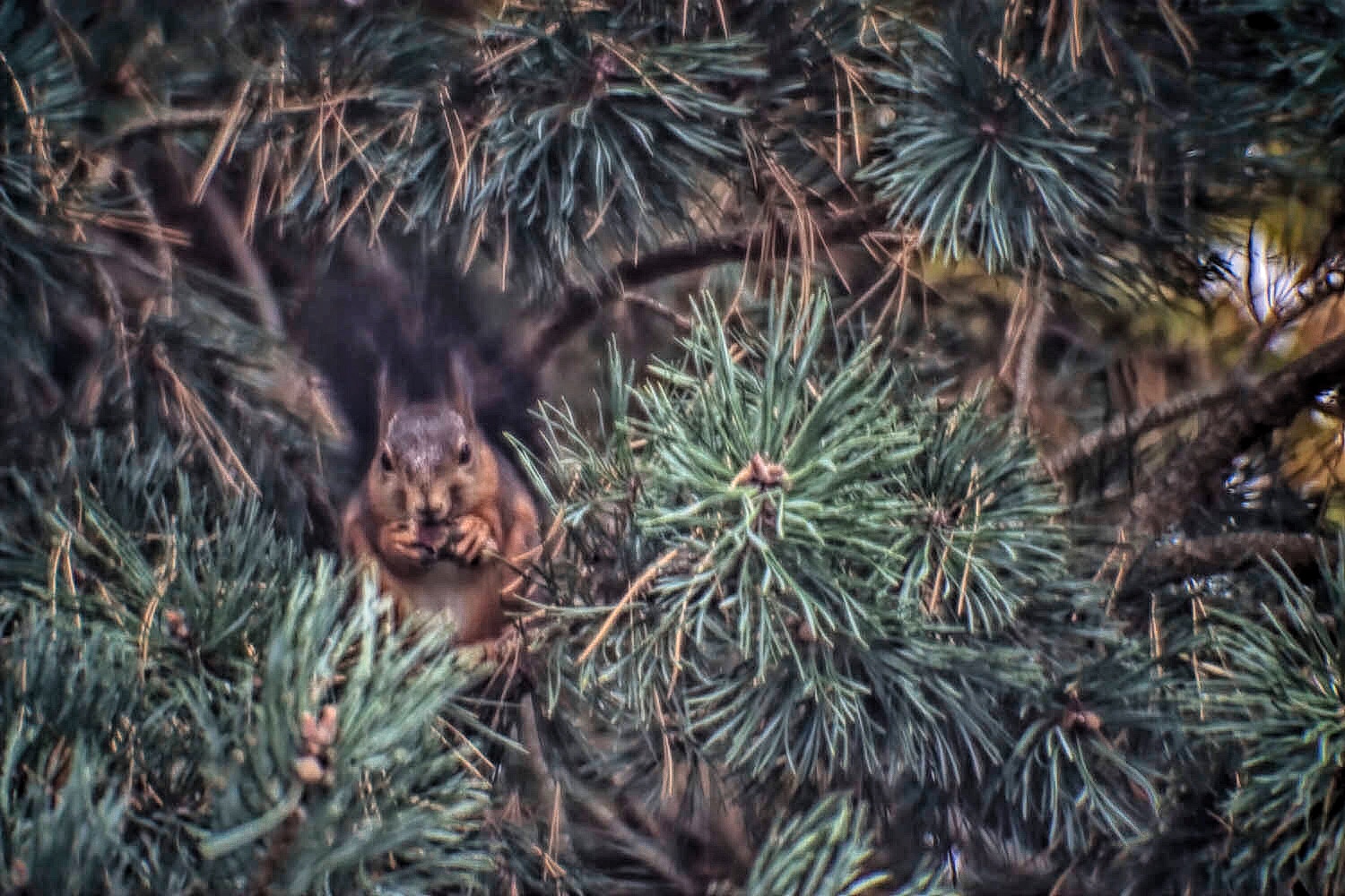 Munching on pine cones...