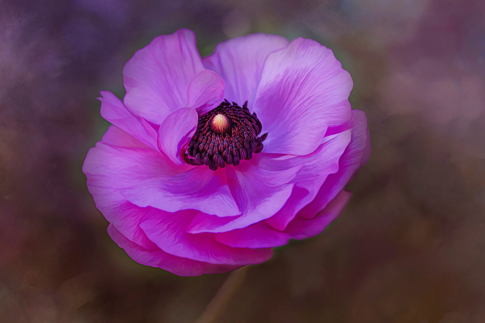 My Home Grown Ranunculus.....