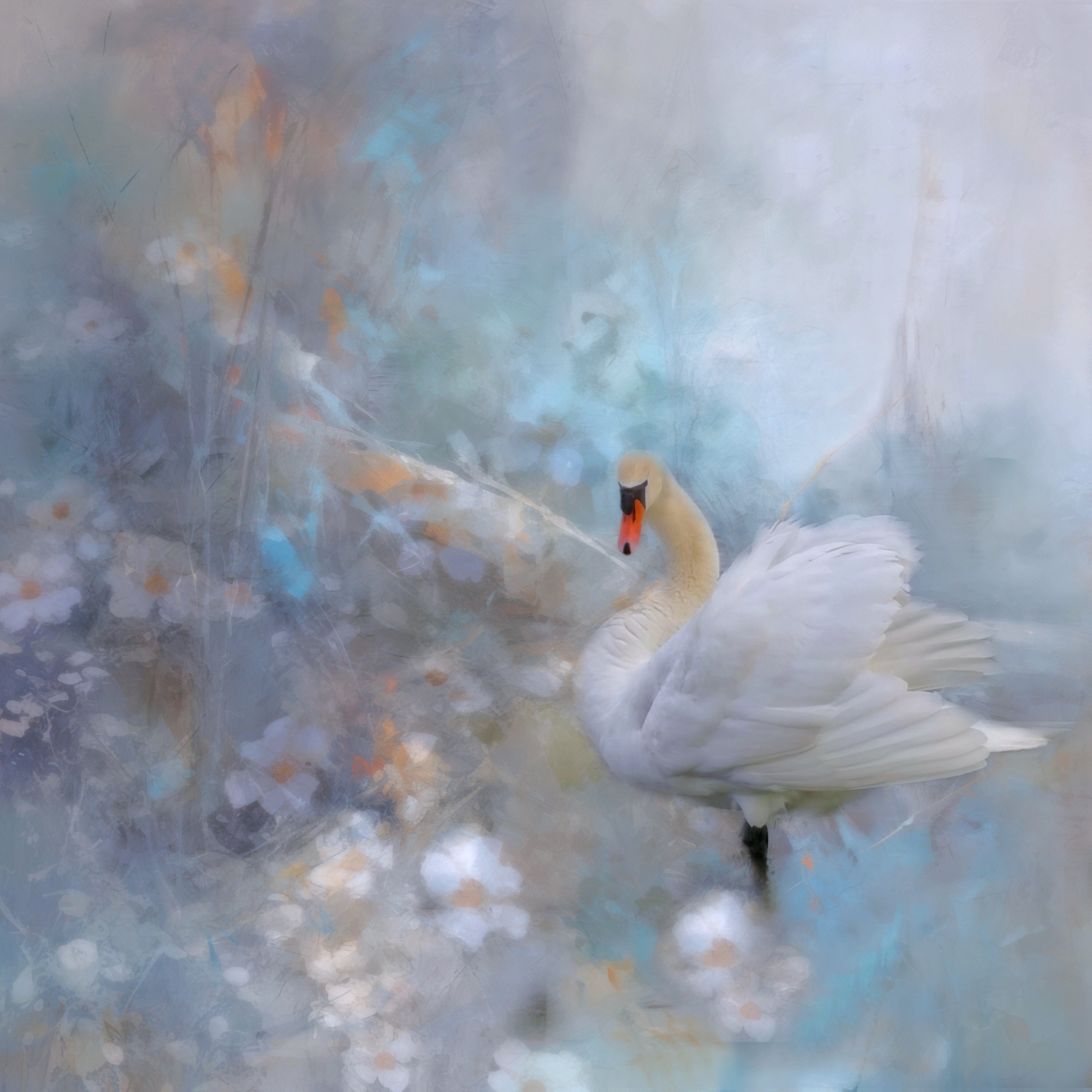 A local swan…