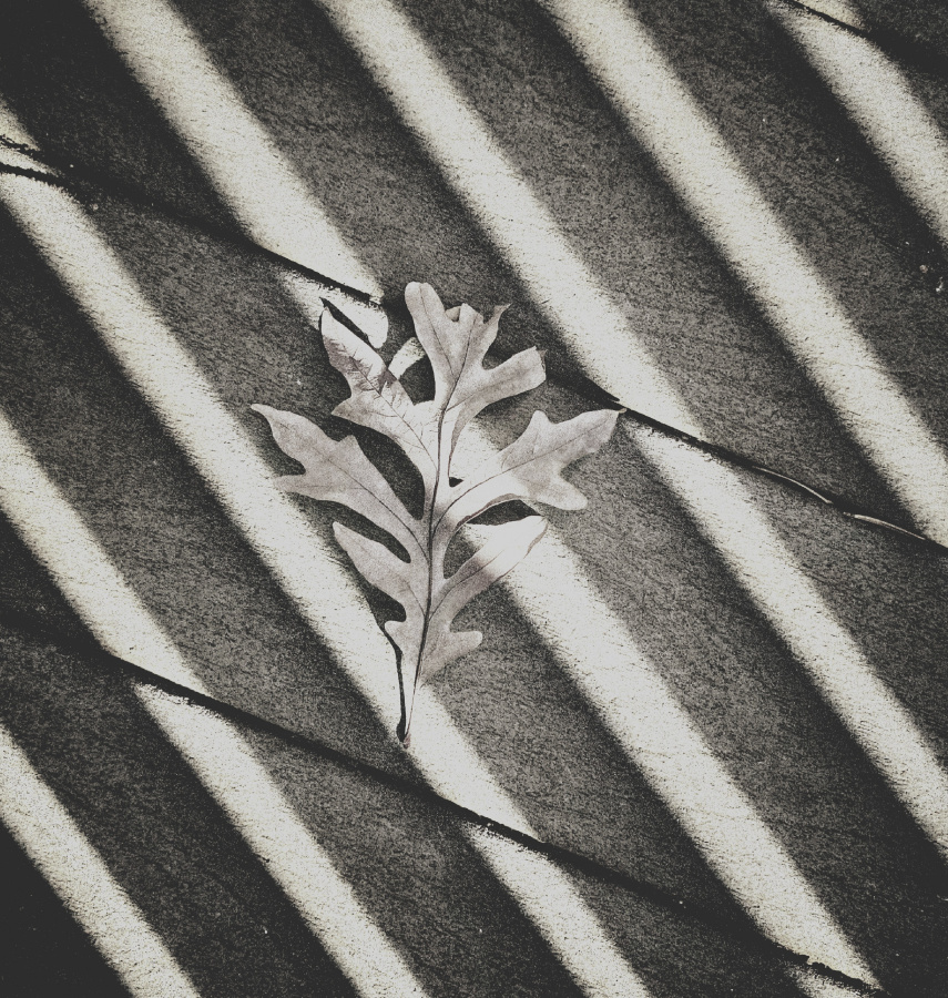 Autumn Leaf in Black and White