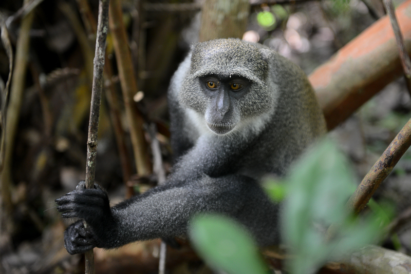 Blue Monkey, Jozani Forest