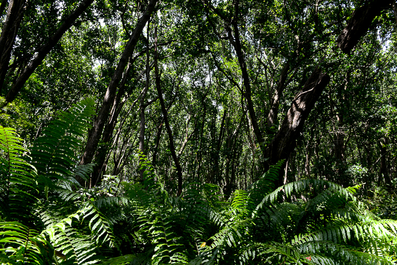 Just Jozani Forest