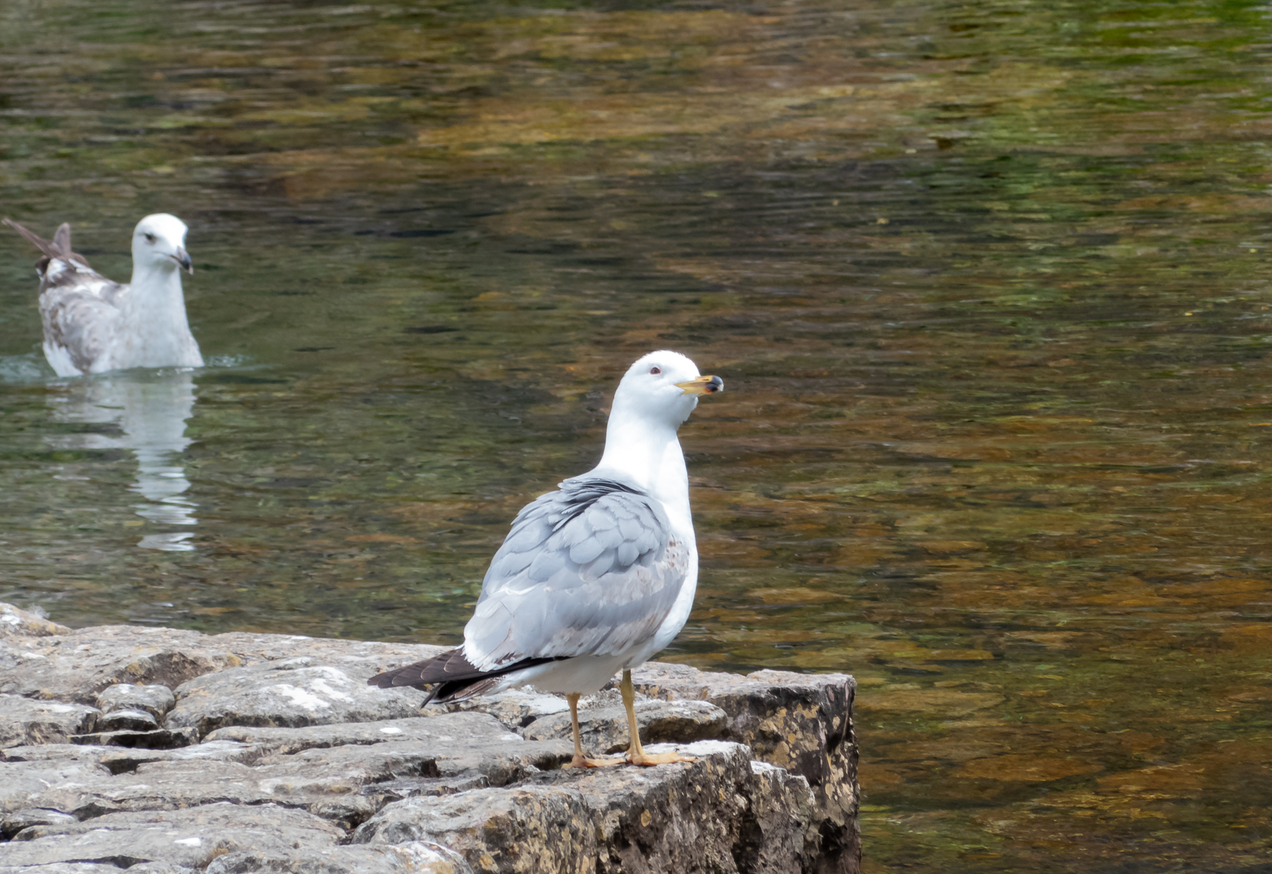 Yellow-legged Gull