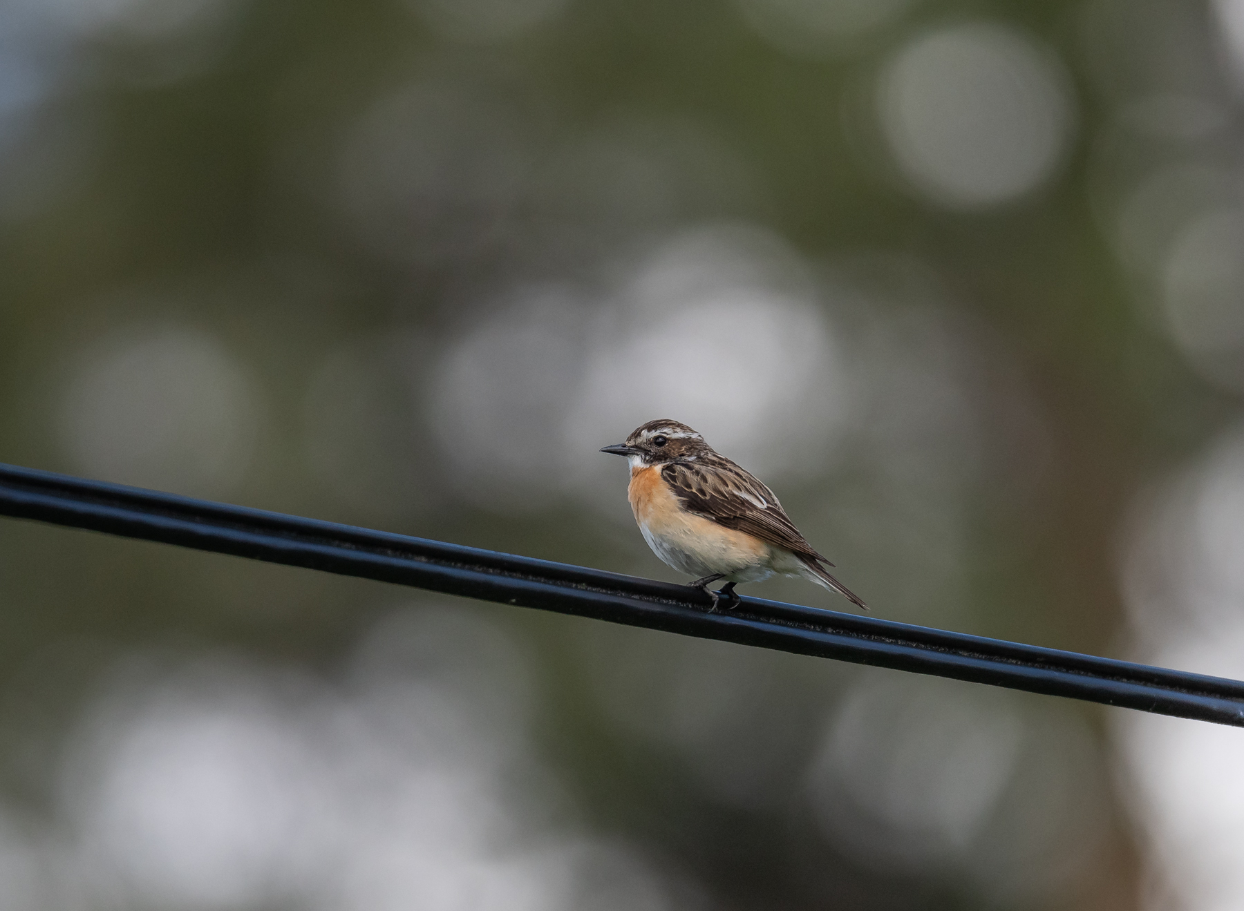 Whinchat