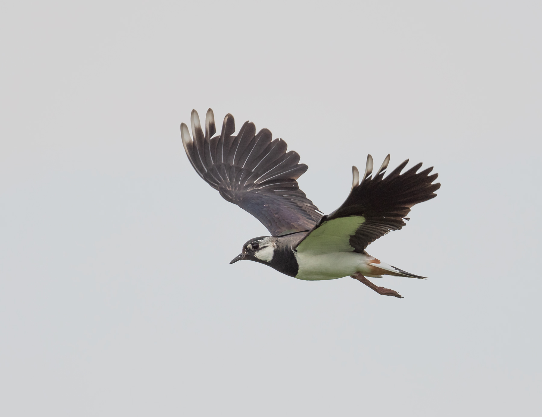 Northern Lapwing