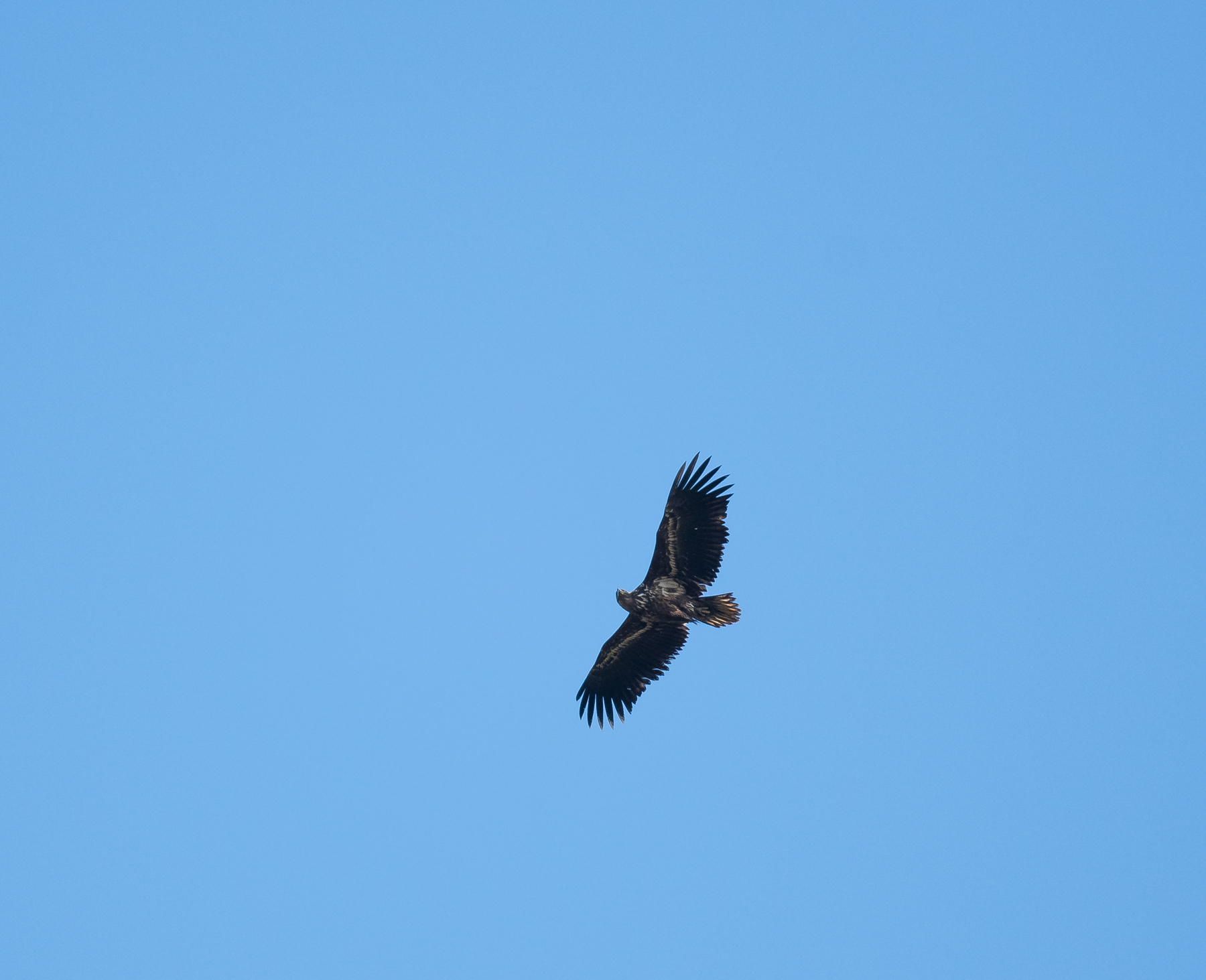 White-tailed Eagle