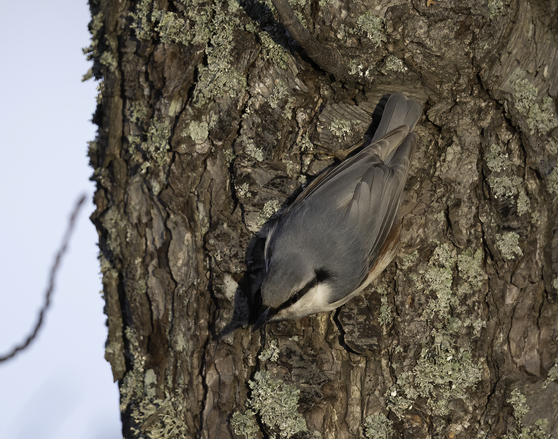 Eurasian Nuthatch