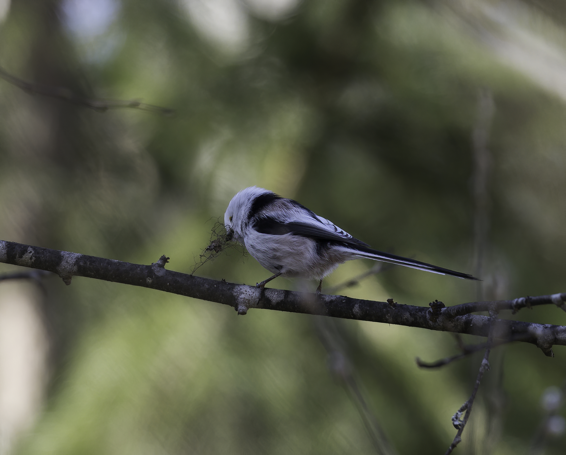 Long-tailed Tit