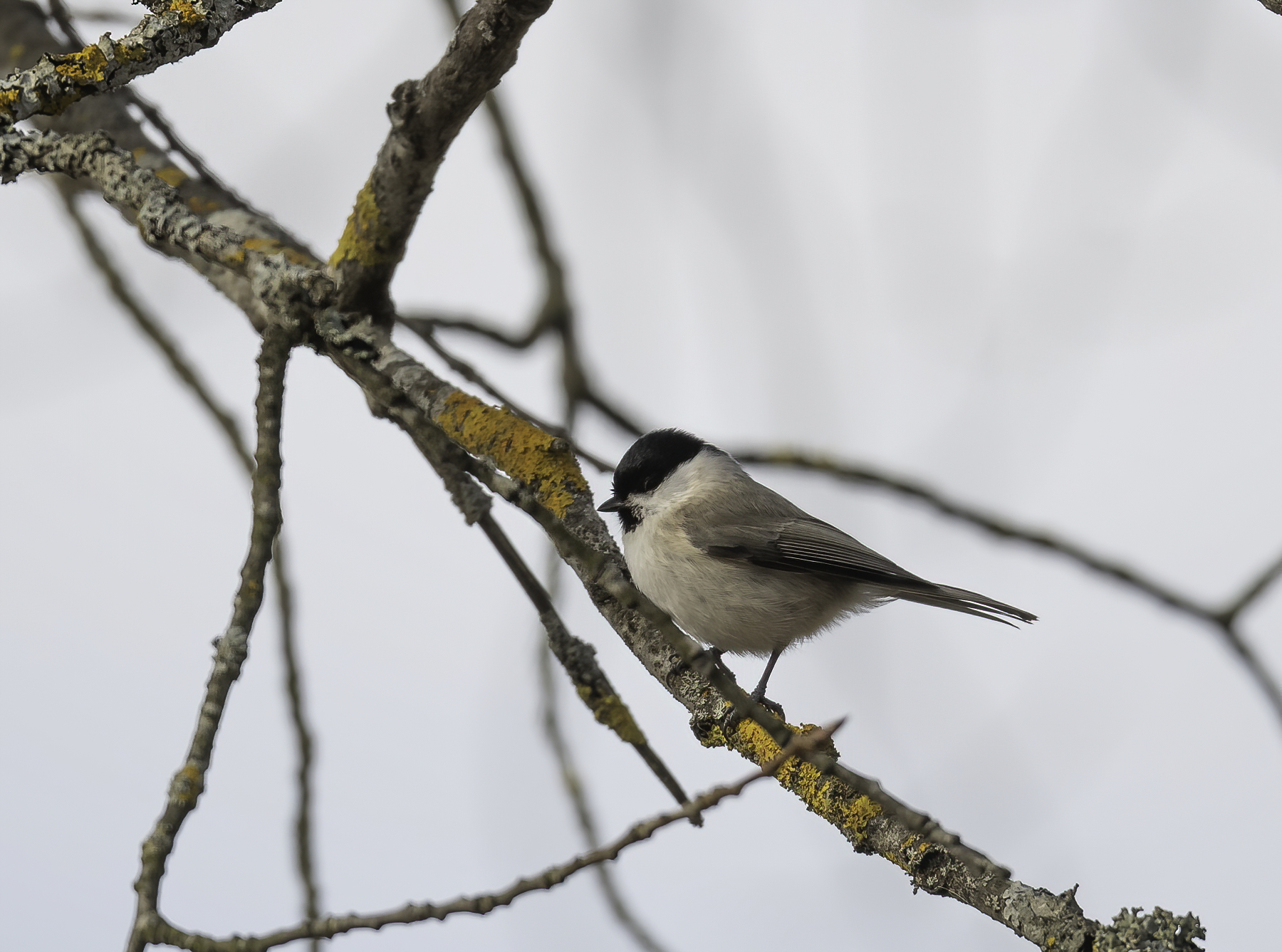 Marsh Tit