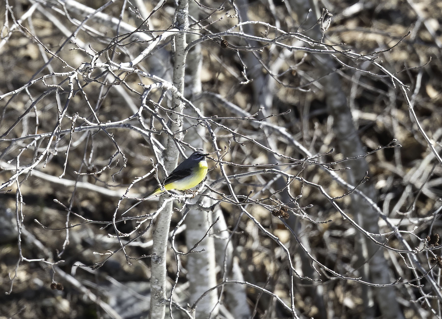 Grey Wagtail