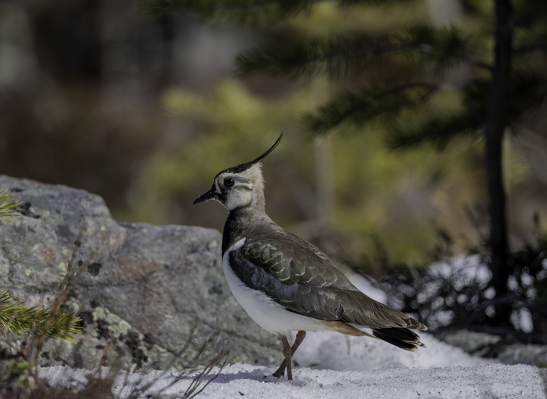 Northern Lapwing