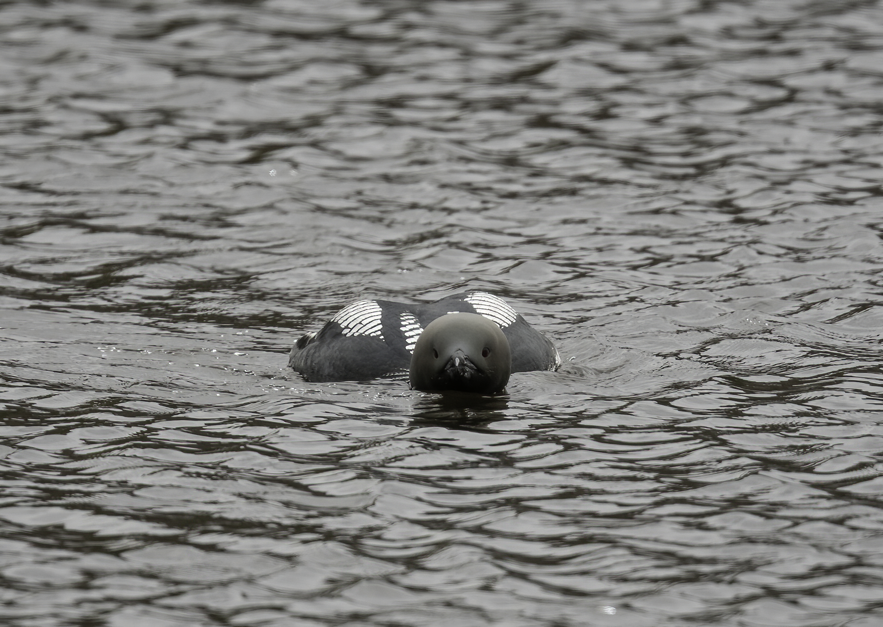 Black-throated Diver