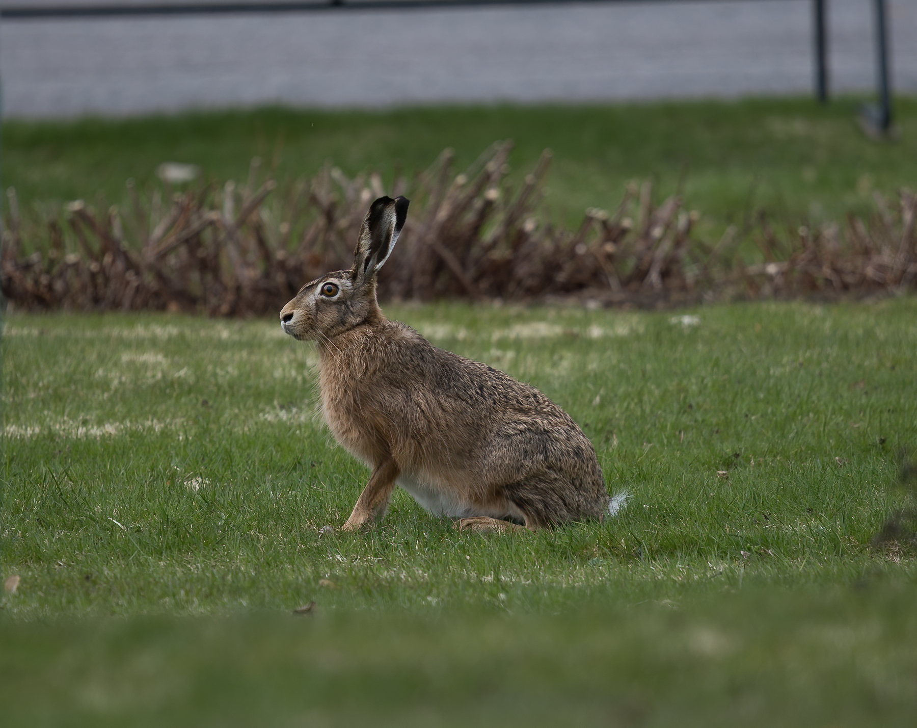 European hare