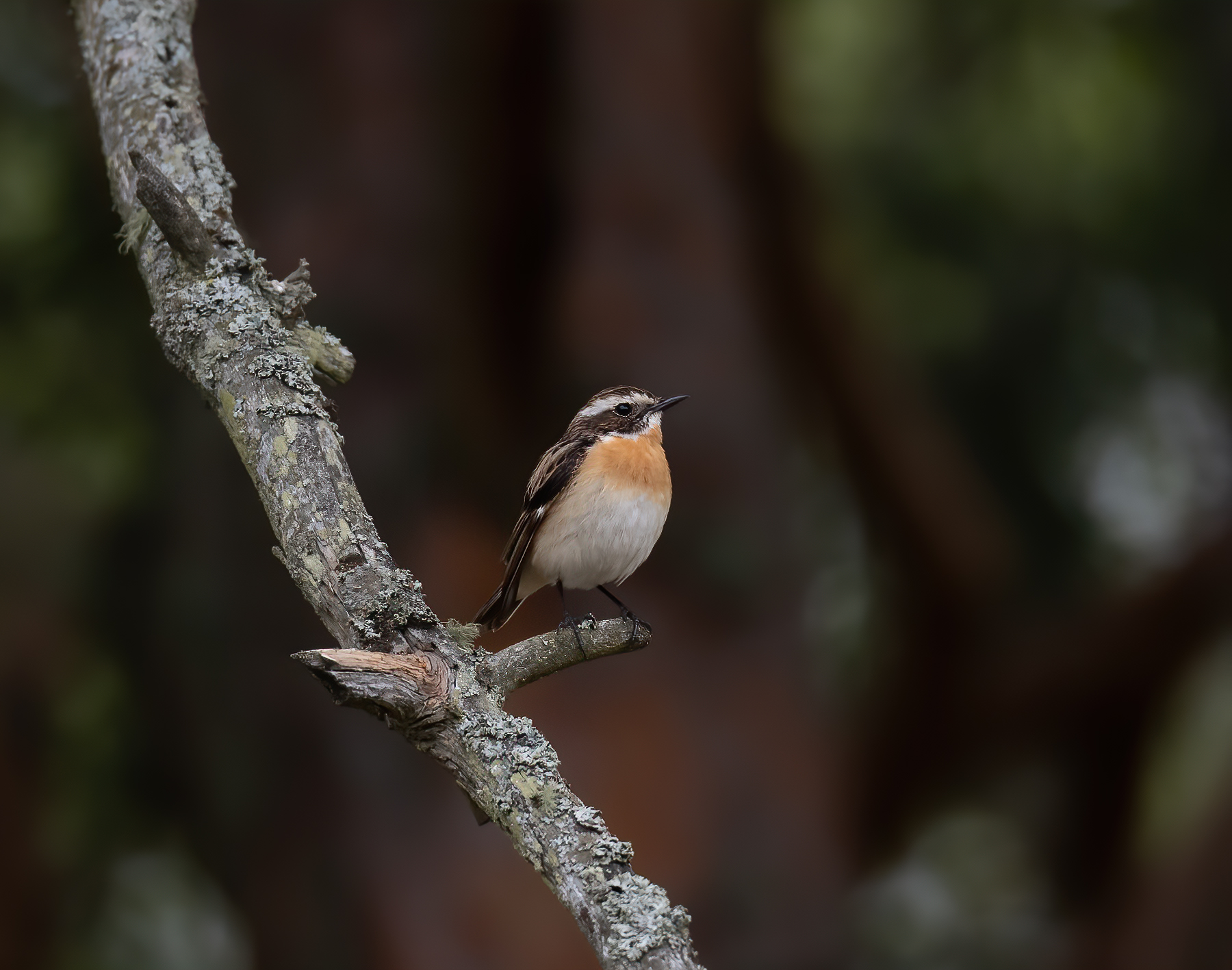 Whinchat