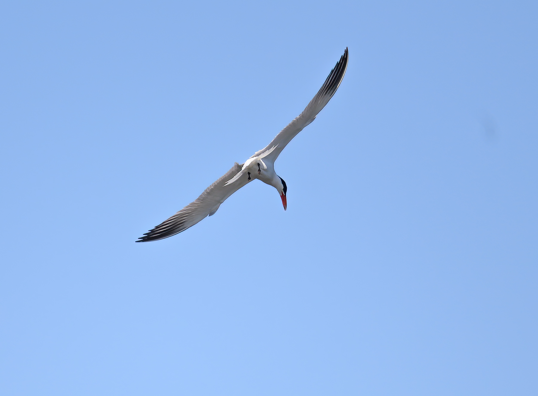 Caspian Tern