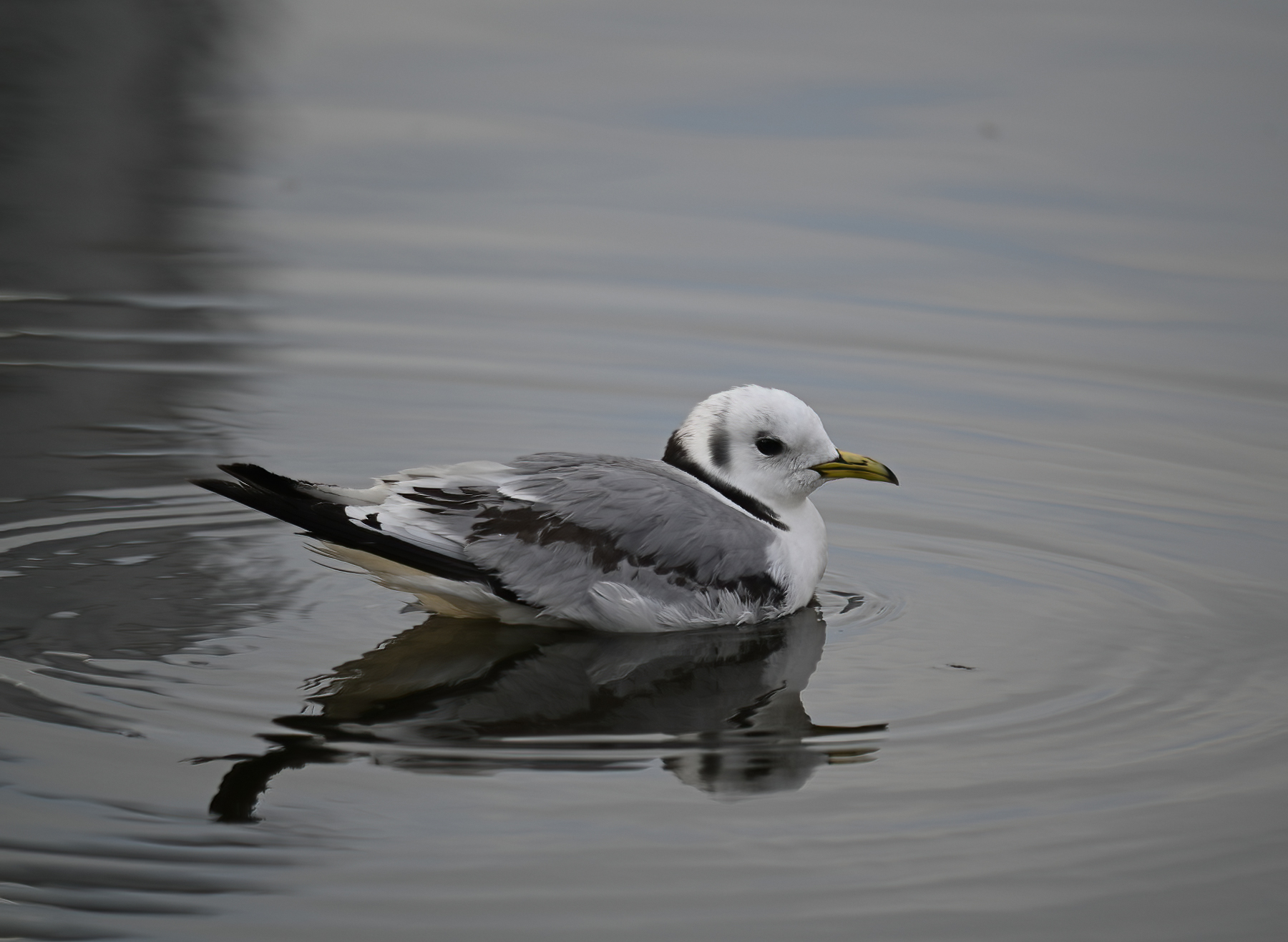 Black-legged Kittiwake