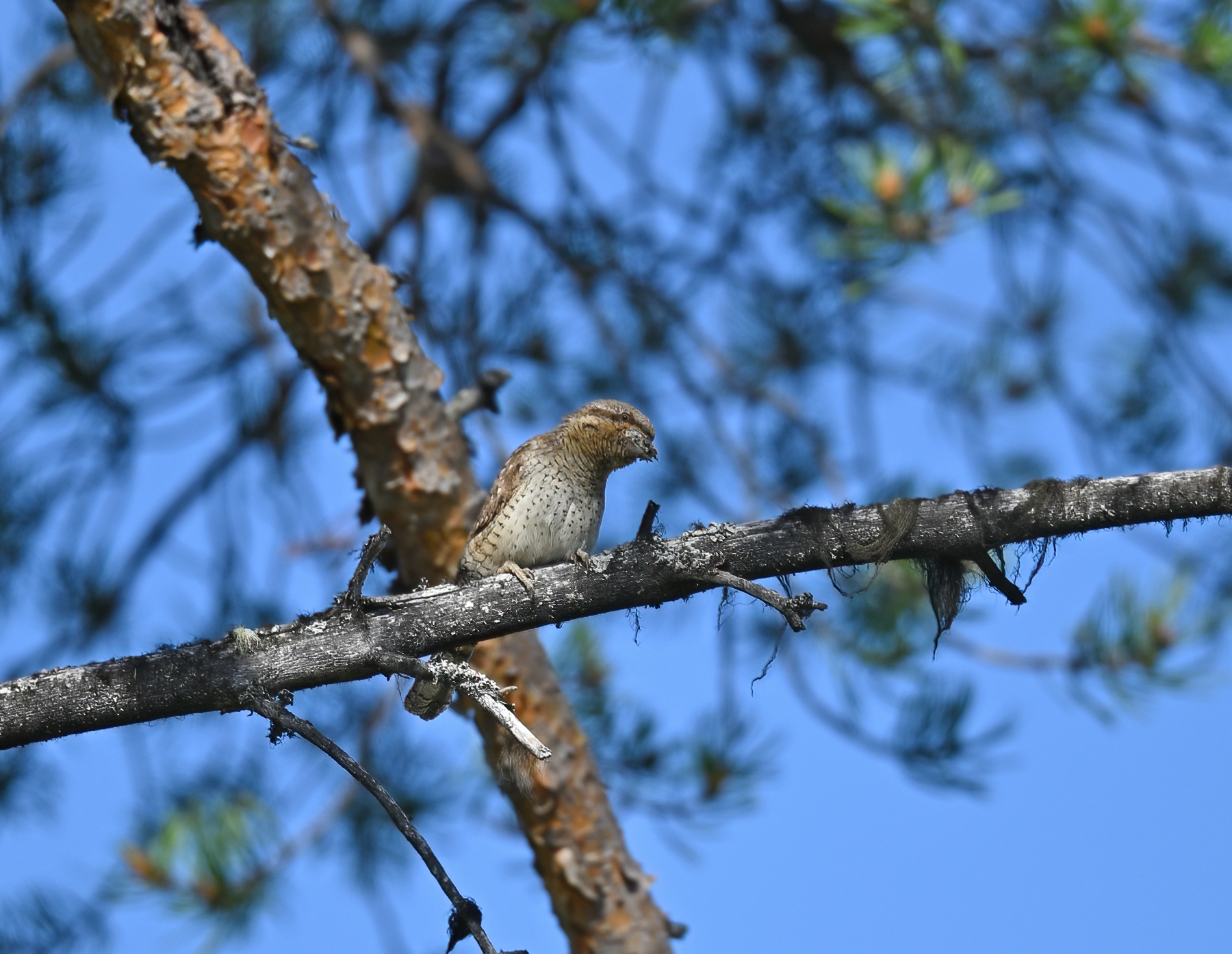 Eurasian Wryneck