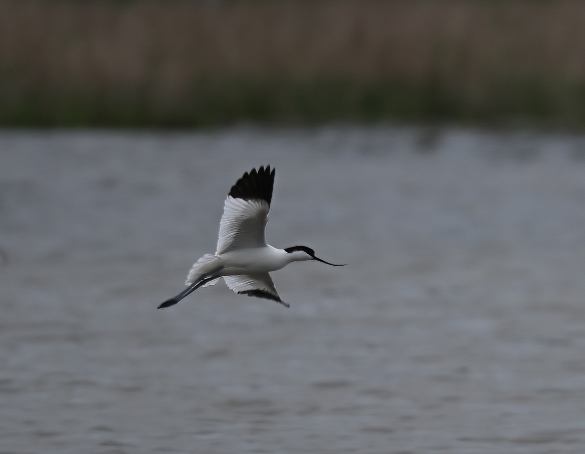 Pied Avocet