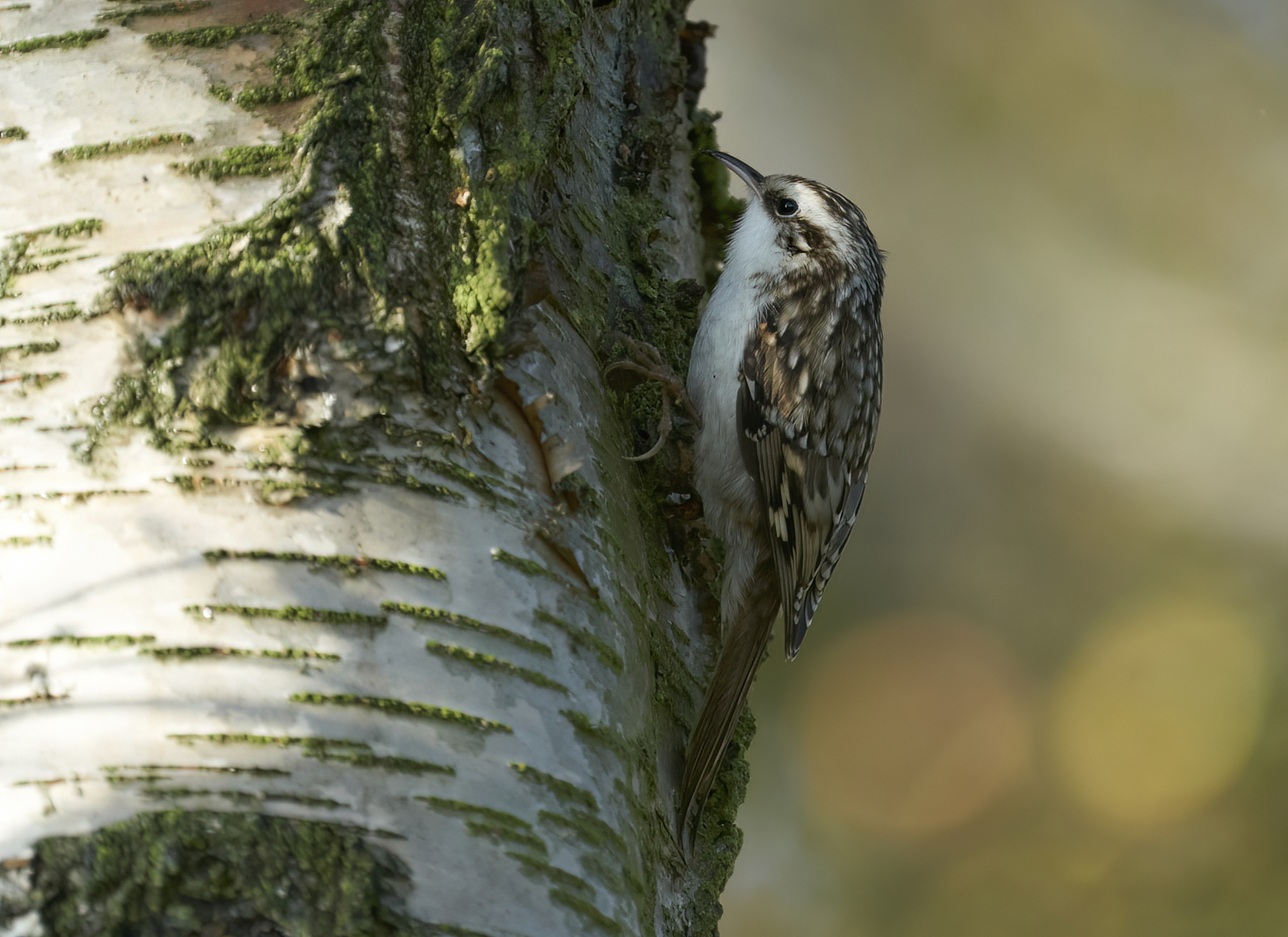 Eurasian Treecreeper