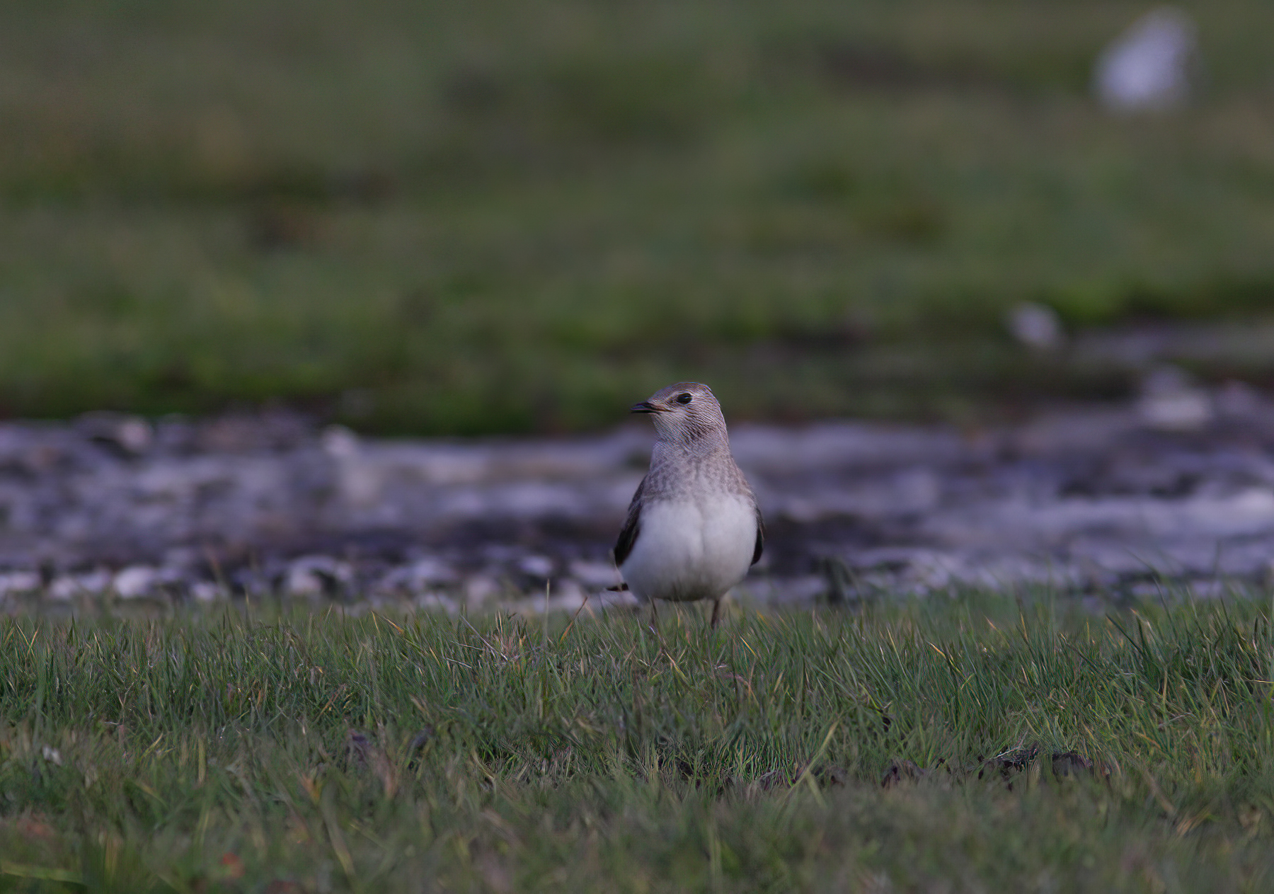 Black-winged pratincole(Glareola nordmanni)Öland