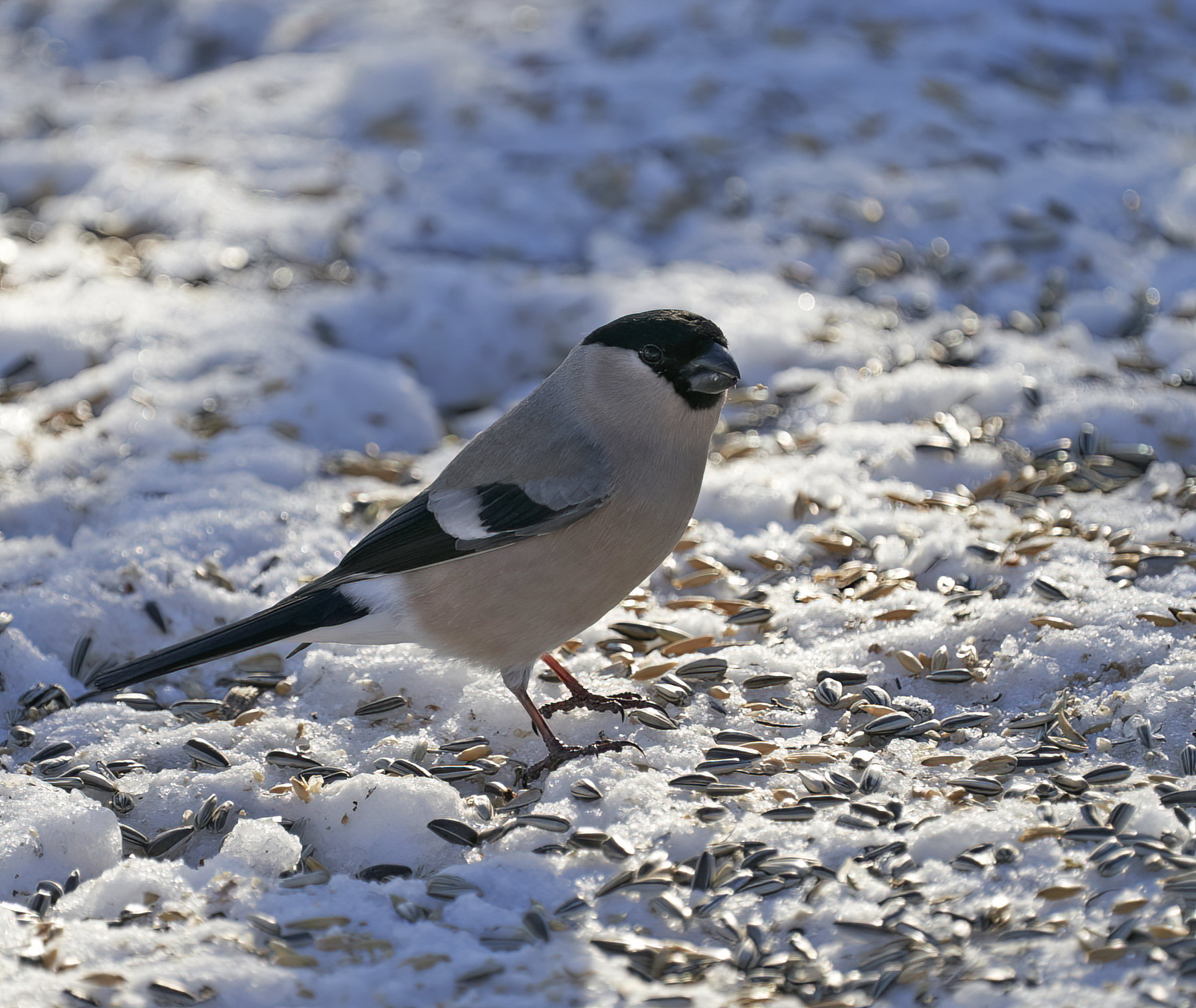 Common bullfinch