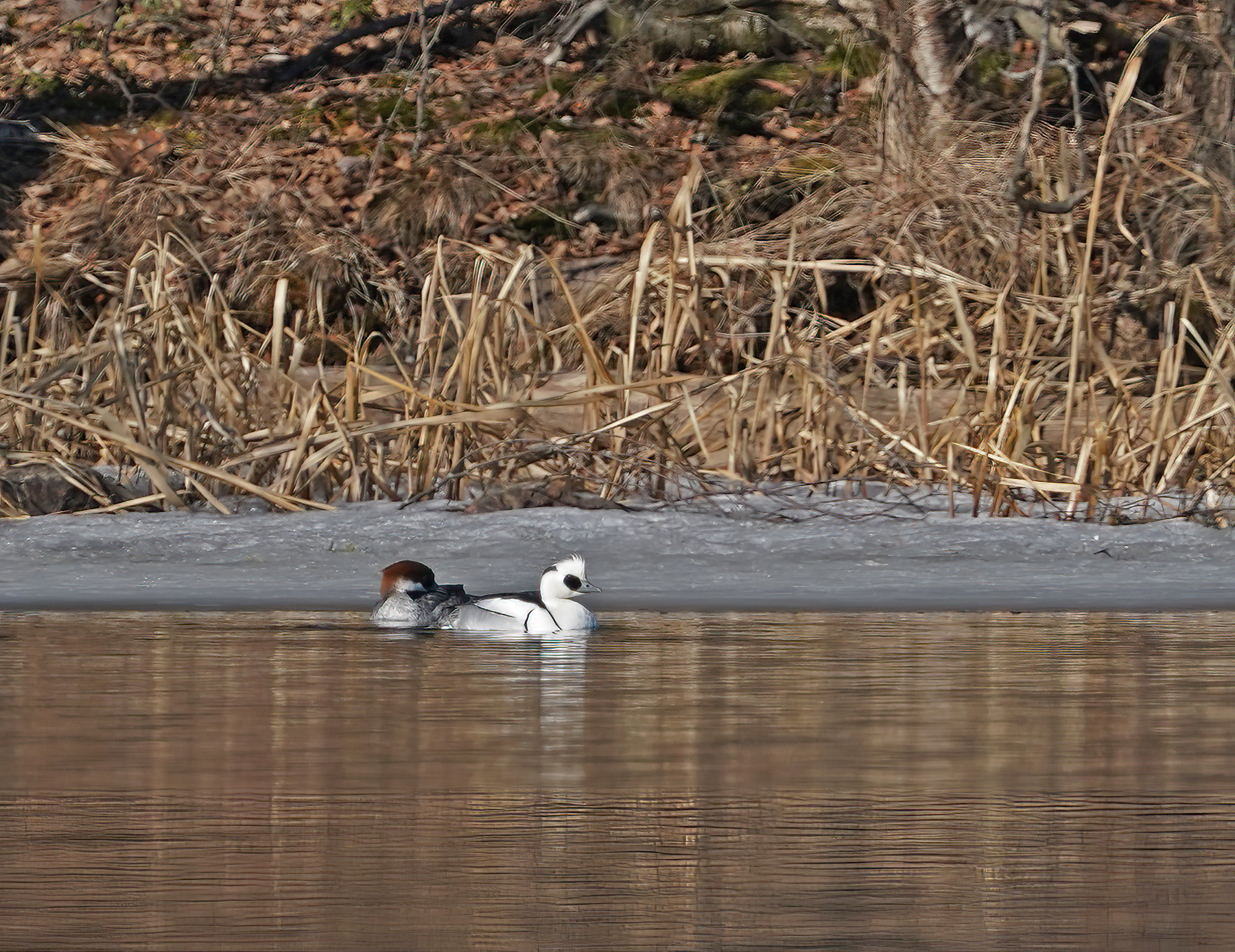 	Smew