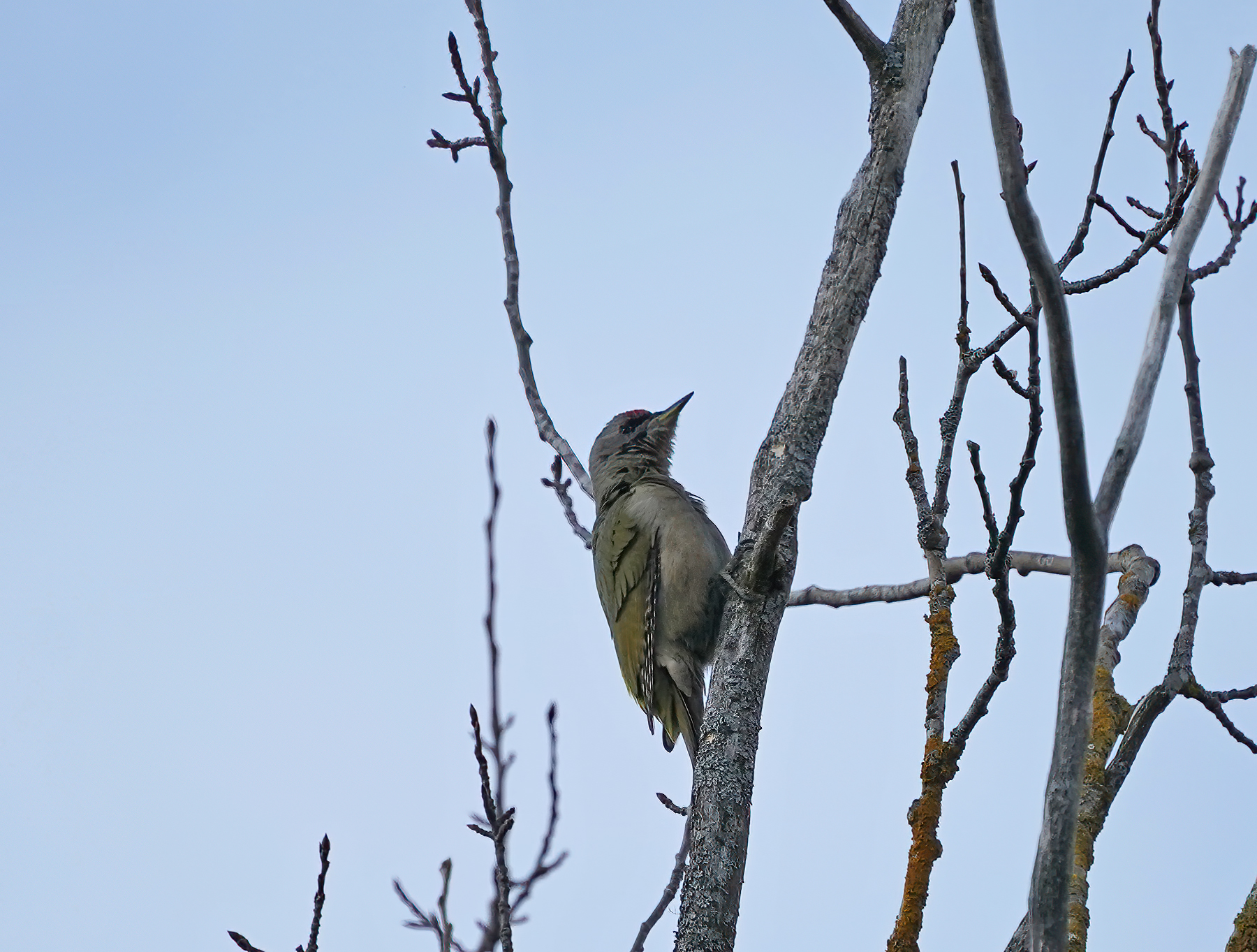 Grey-headed Woodpecker