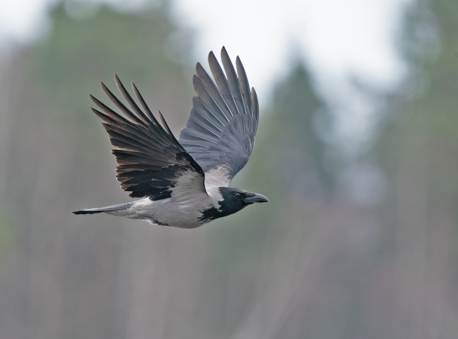 Carrion Crow