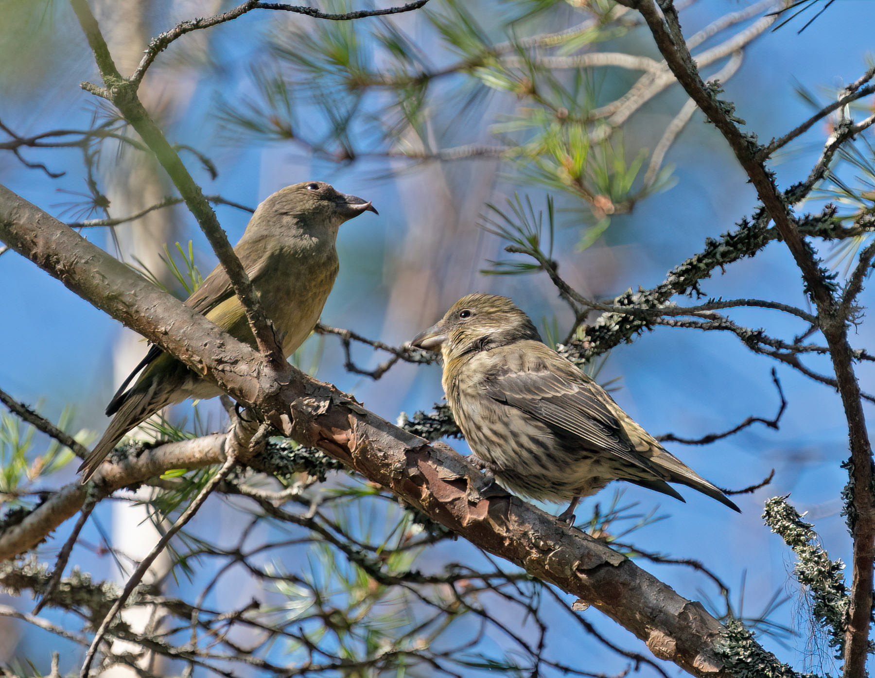 Common Crossbill