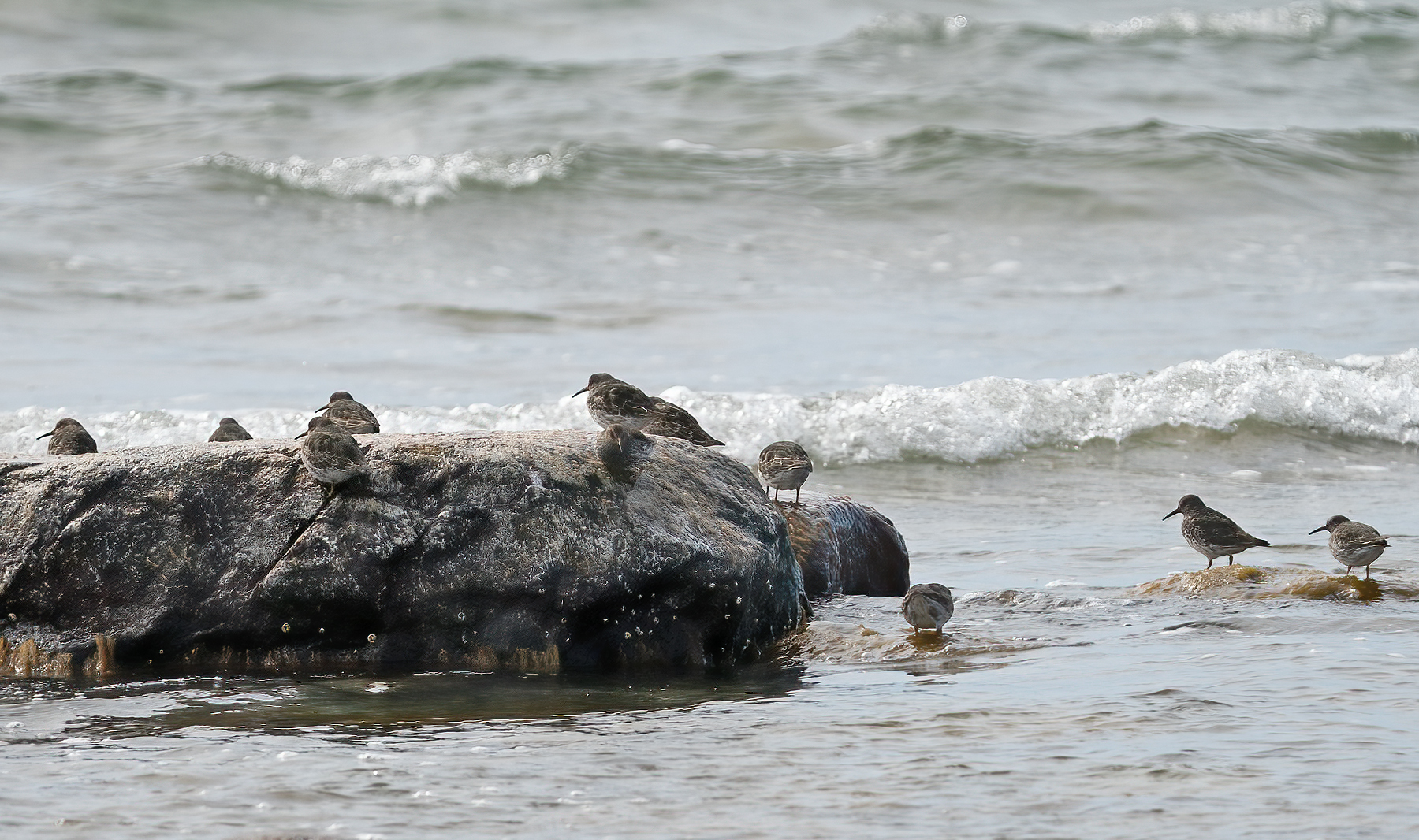 Purple Sandpiper