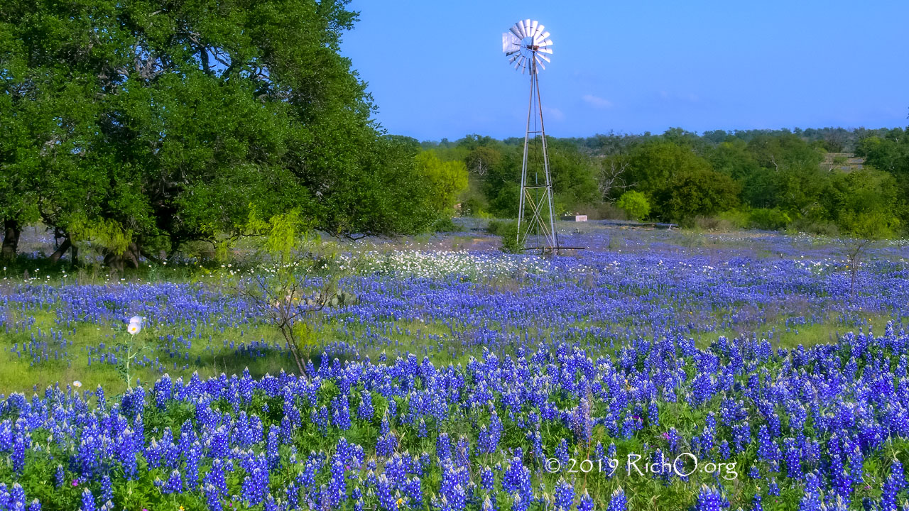 Field of Blue