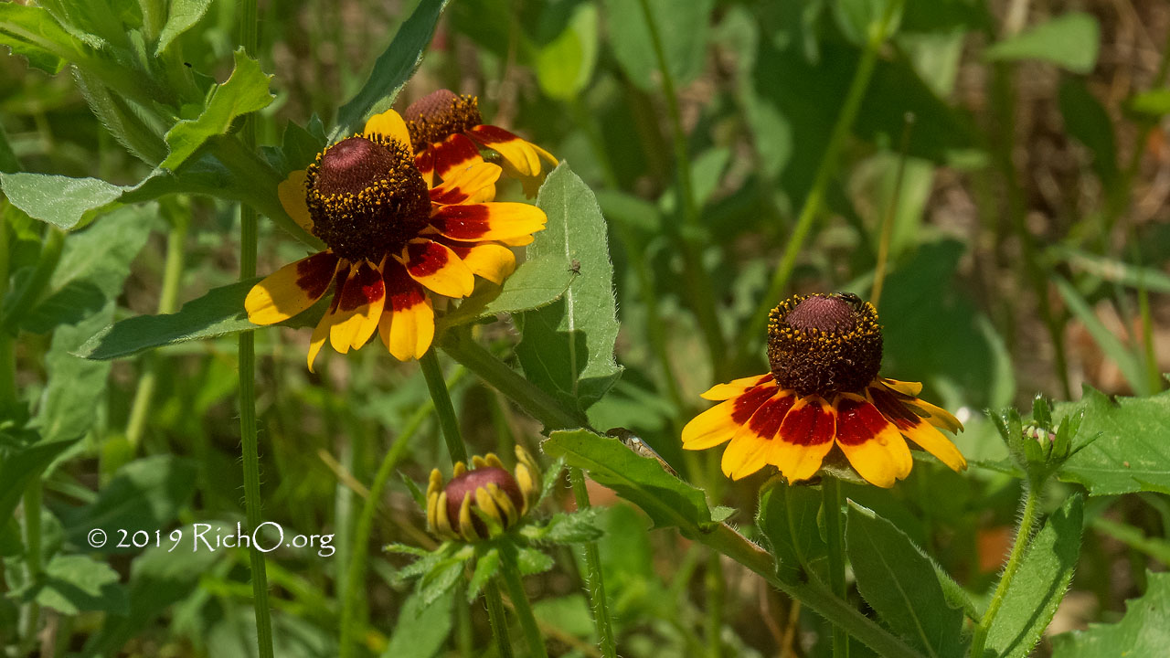 Rudbeckia Hirta