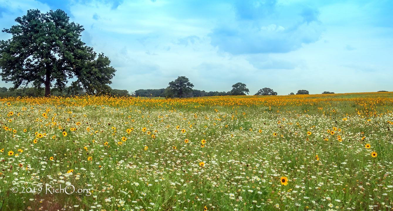 Prairie Sunflower And Lazy Daisy Pano