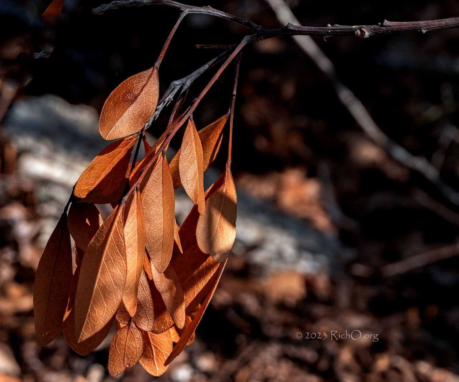 Golden Leaves