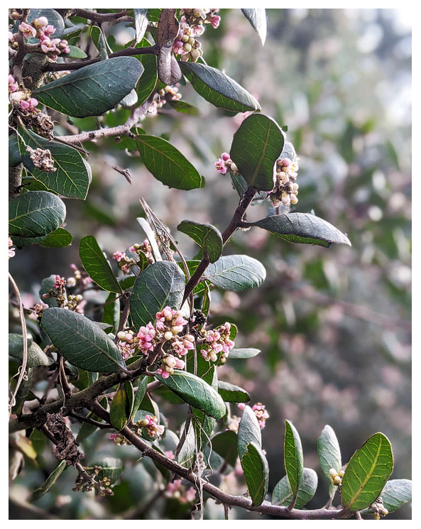 Annies Canyon flowers - Norahs picture