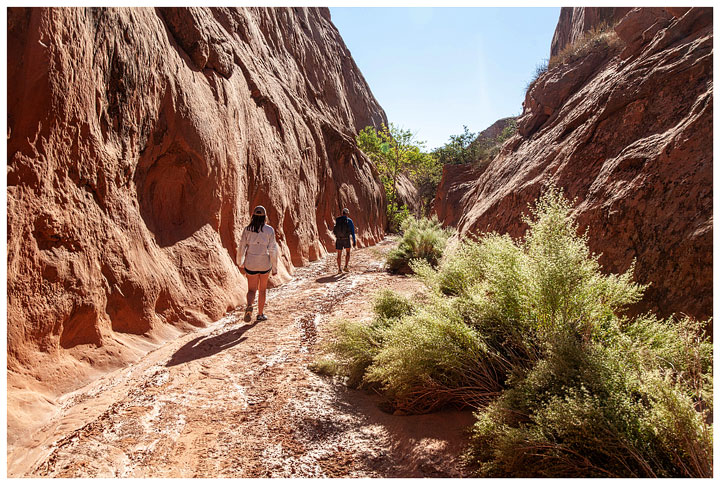 Willow Gulch